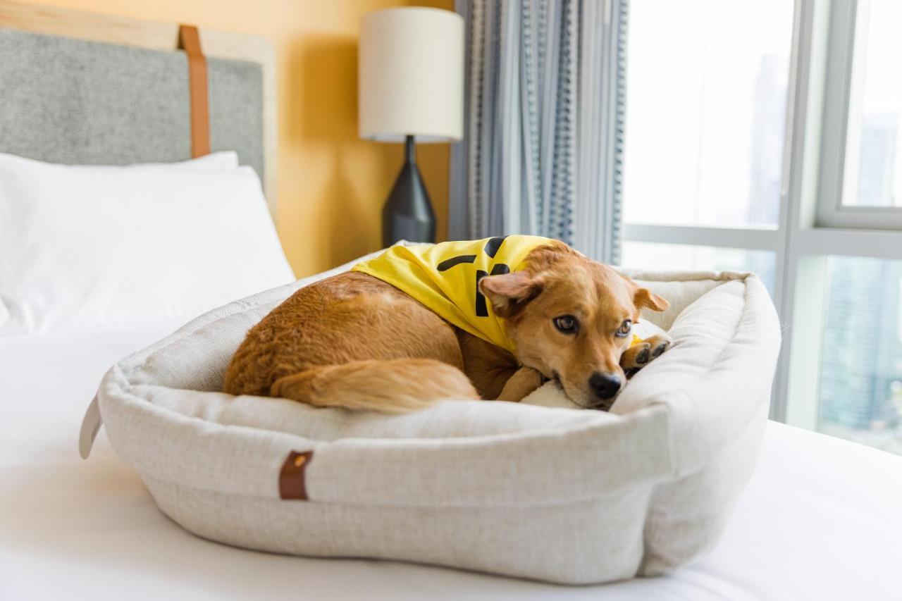 Aparthotel Sentral Michigan Avenue Chicago Esterno foto A dog in a dog bed