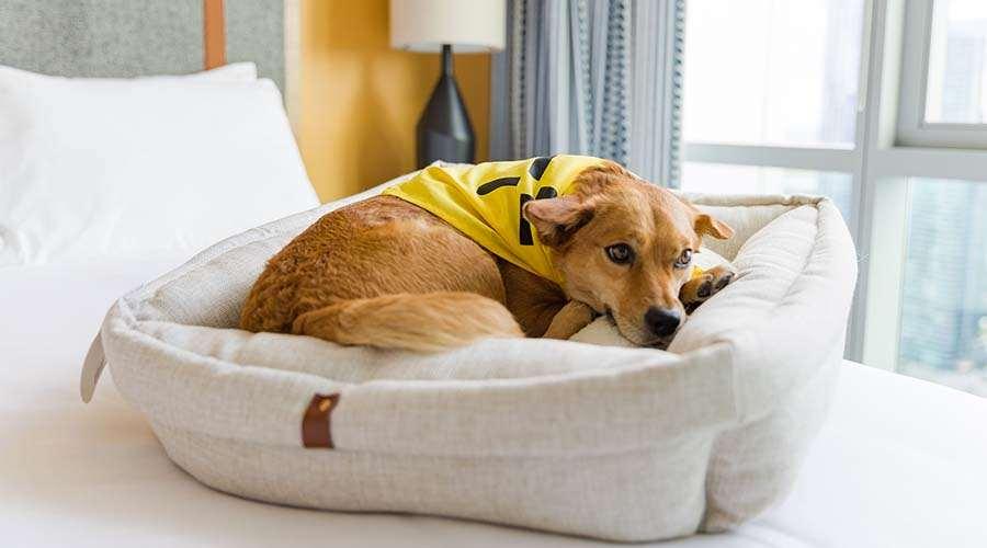 Aparthotel Sentral Michigan Avenue Chicago Amenities foto A dog in a dog bed